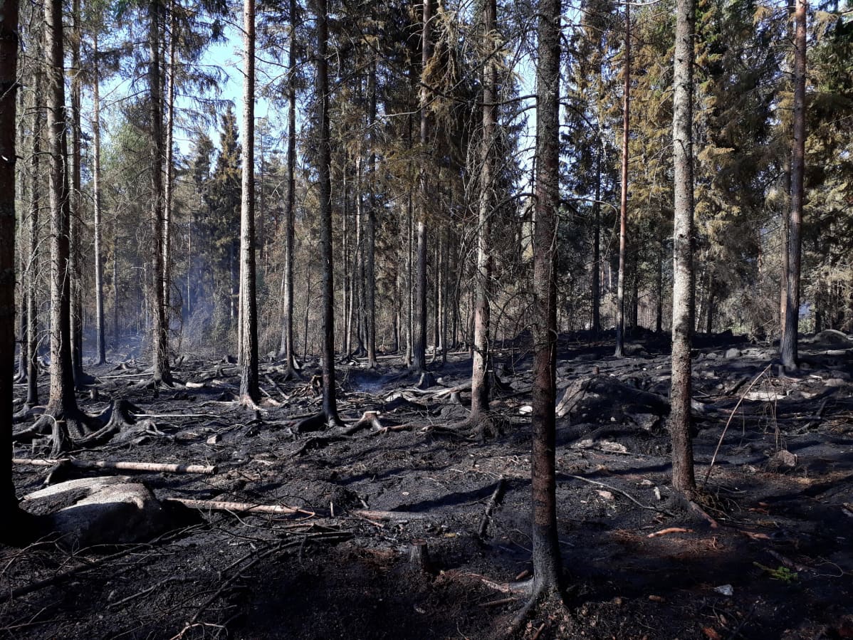 Metsää ja maastoa on palanut yli sadan jalkapallokentän kokoiselta alueelta.