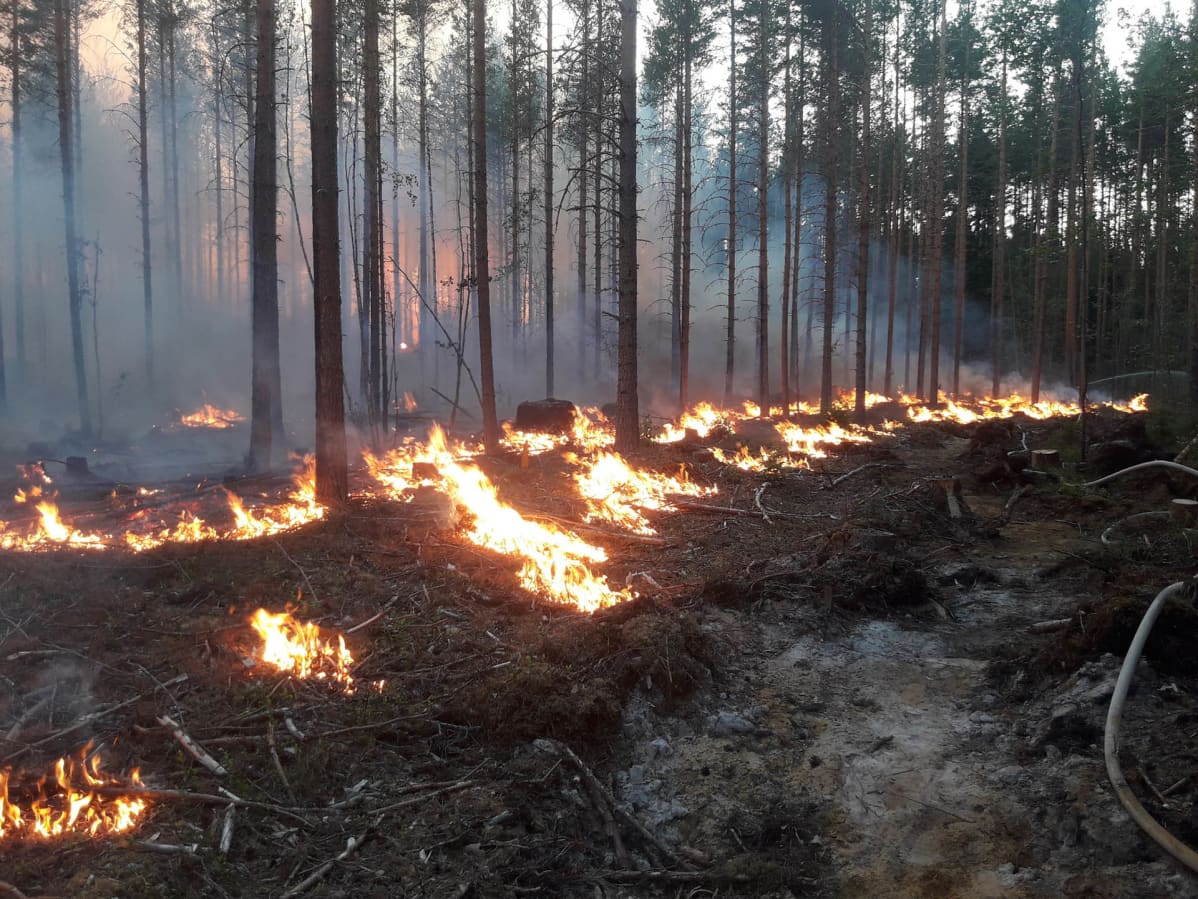 Pystymetsän polttoa