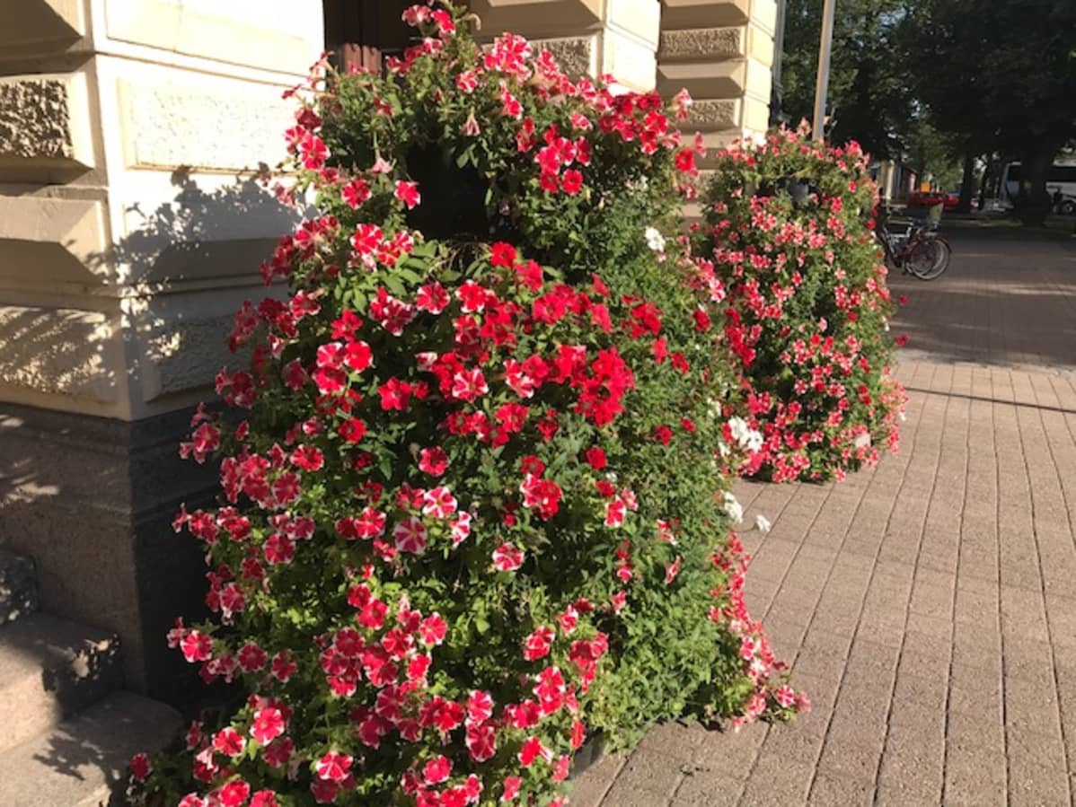 Kukkatorneja Vaasan kaupungintalon edustalla.