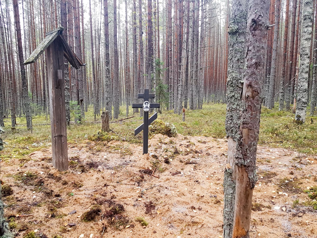 hautoja honkametsässä