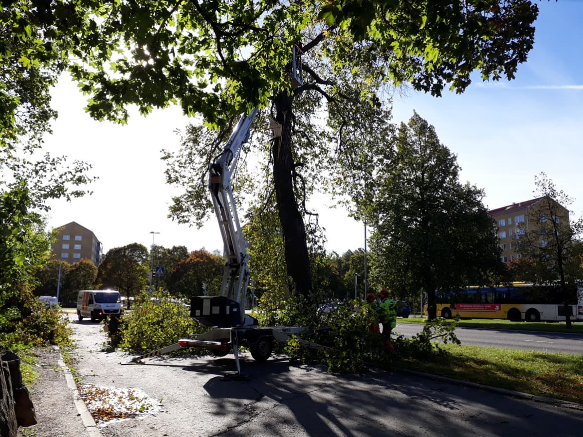 Suuri puu joutui myrskyn runnomaksi Uudenmaankadulla.