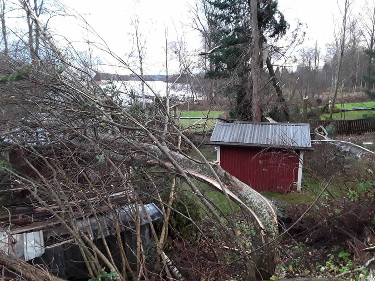 Rakennuksen päälle kaatunut puu.