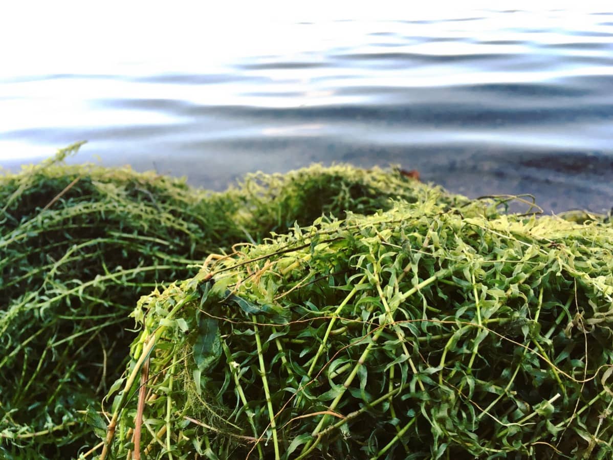 Vesiruttoa on Littoistenjärven rannoilla isoissa kasoissa.