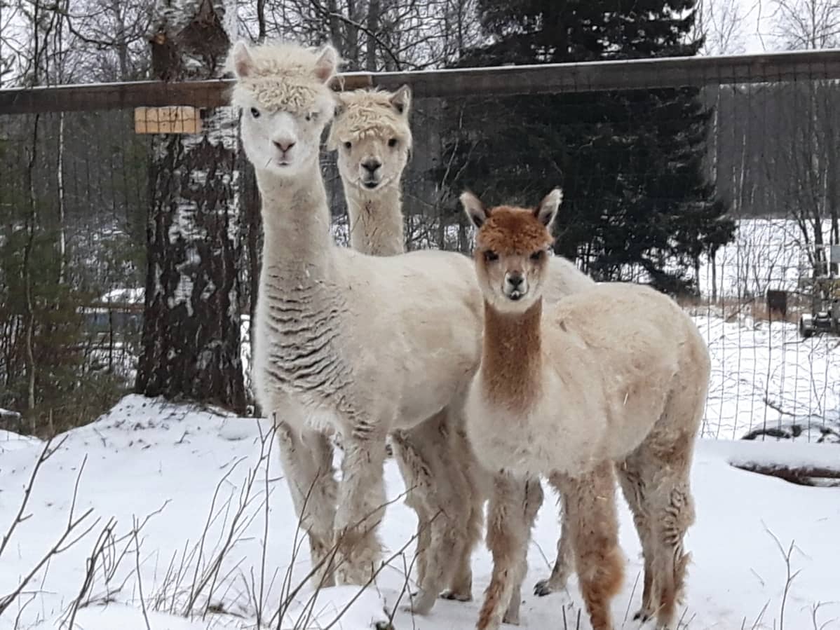 Unna, Damisela ja Iris alpakat