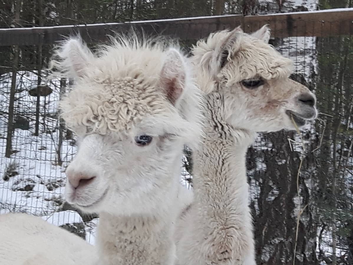 Iris ja Damisela lähikuvassa