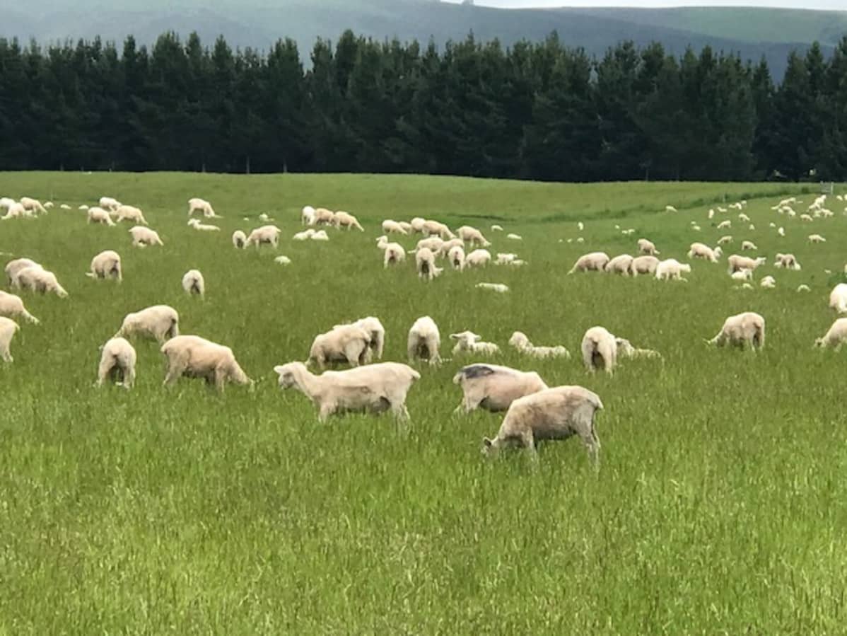 Lampaita Uuden-Seelannin maaseudulla.