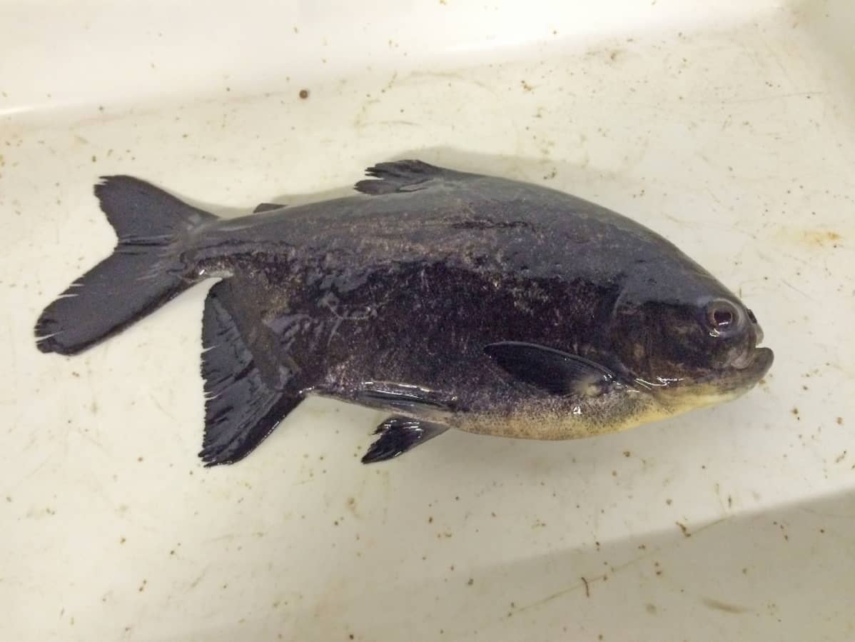 Pacu-kala pöydällä.