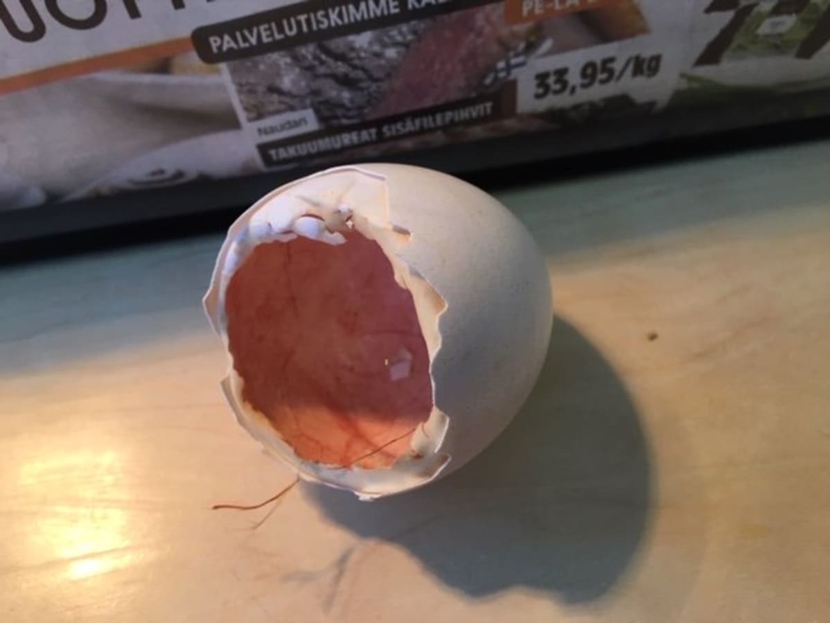 Ankanmunan tyhjä kuori.
