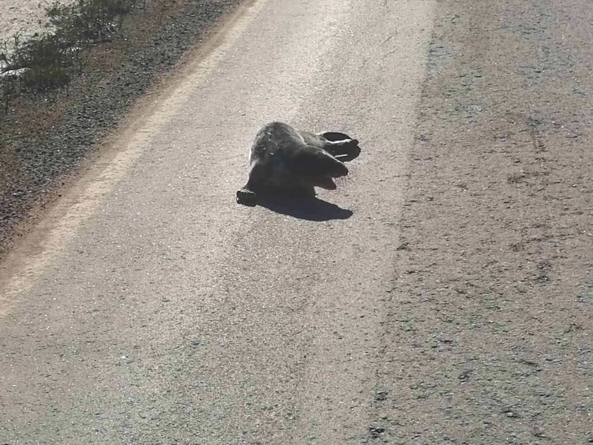 Mereltä muutaman sadan metrin päähän eksynyt kuutti seikkaili Mustasaaressa Björköbyntiellä, mutta se saatiin takaisin mereen