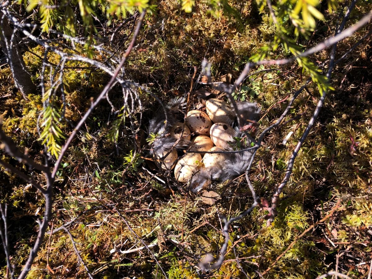 Noin sata kilometriä Napapiirin pohjoispuolella oli koppelolla jo toukokuun puolivälissä munat pesässä.