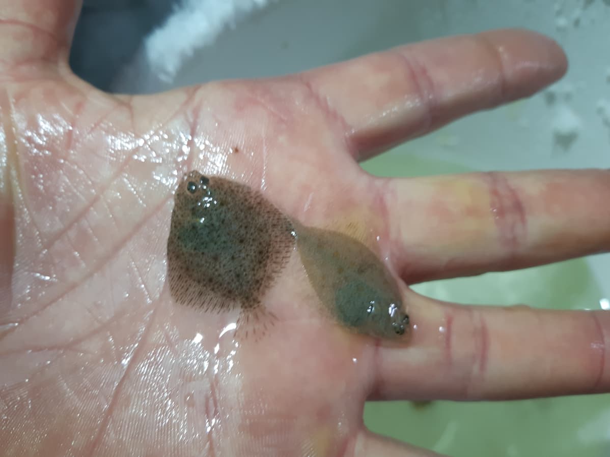 Minikokoinen kampela ja piikkikampela