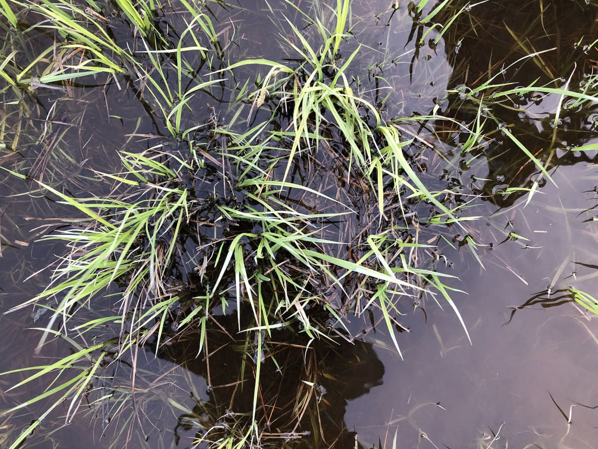 Myrskytulvan alle jäänyt suokukon pesä.