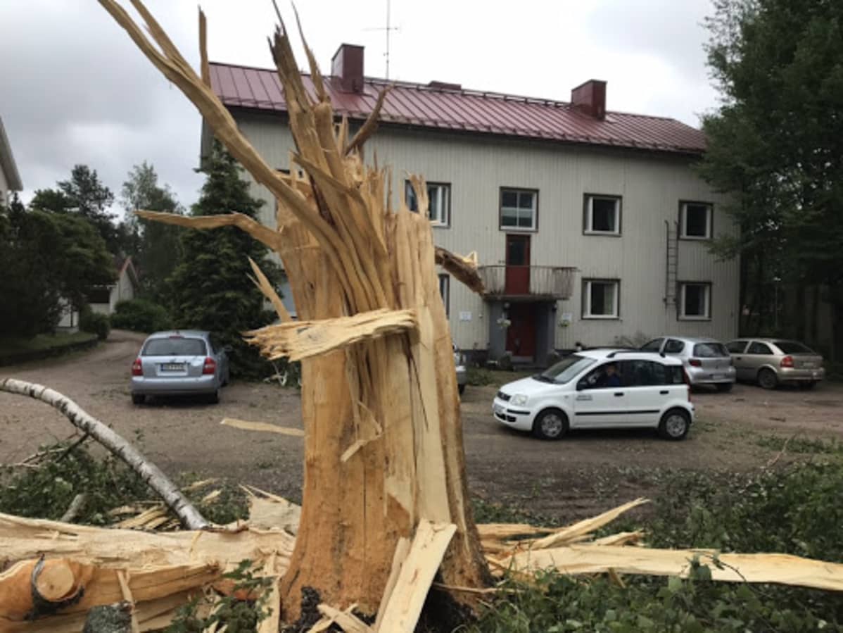 säpäleinen puu pihalla