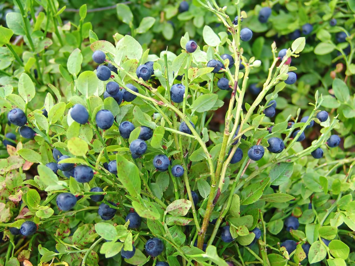 Mustikkamätäs.