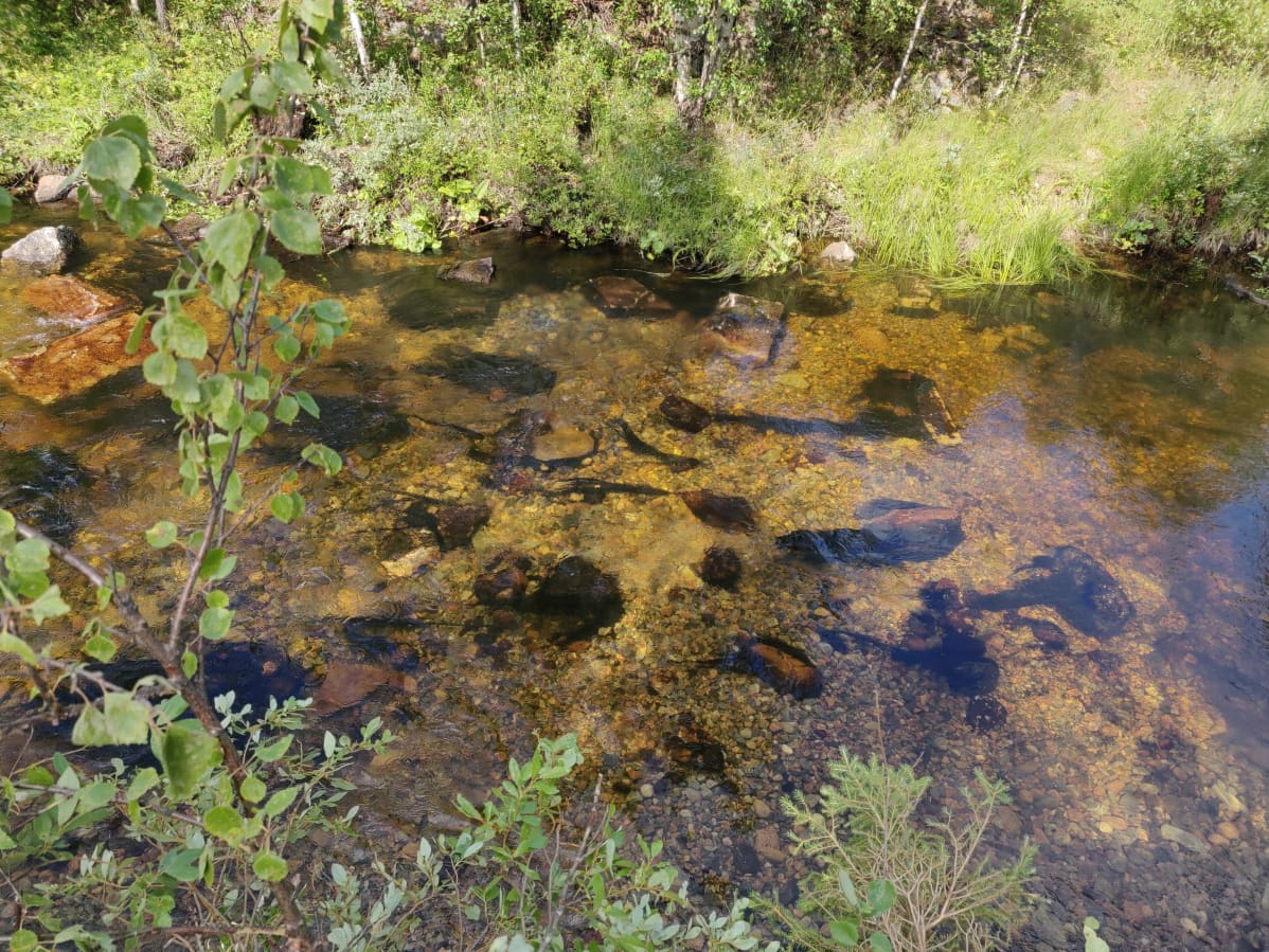 Pyöreäkivisestä sorasta on tehty meritaimenelle kutupaikka Pakajoen Koirakoskeen Muoniossa elokuussa 2019.