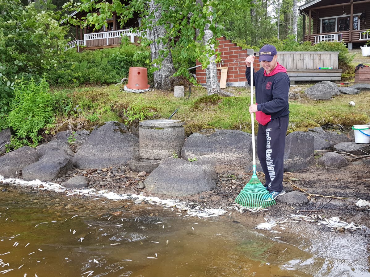 Miika Laitisen mukaan rantaa on haravoitava useita kertoja päivässä.