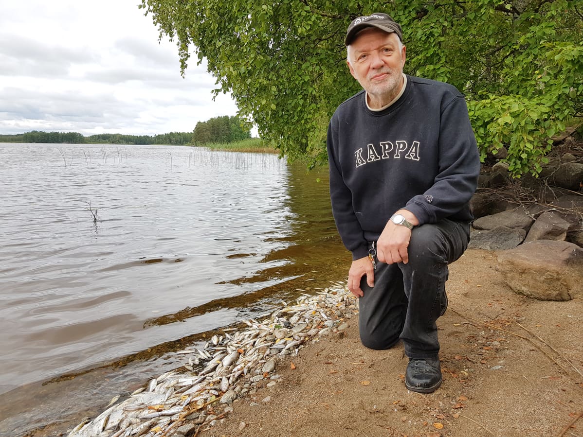 Pekka Saarikon mukaan järvestä ei ole aiemmin löytynyt tällaista määrää kuolleita kaloja.