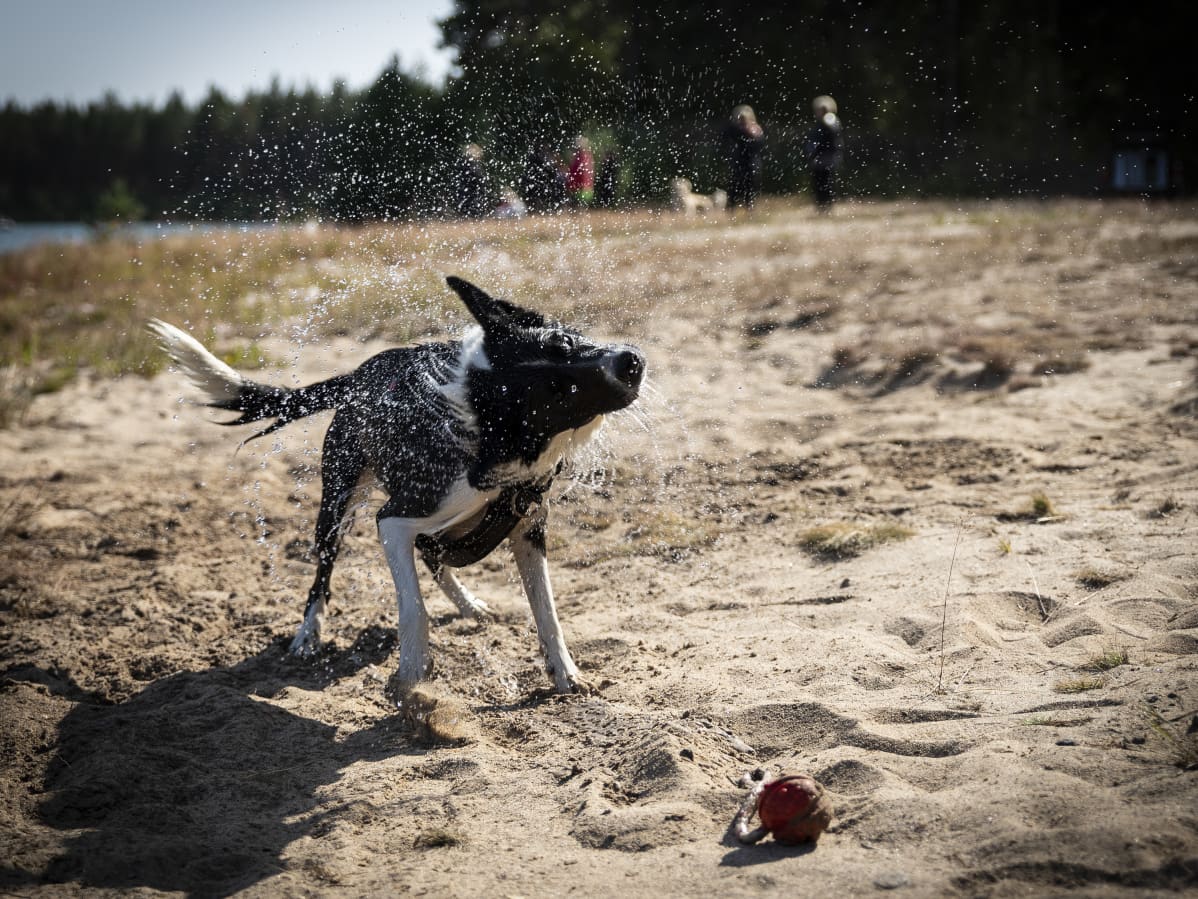 Märkä koira ravistelee itseään.
