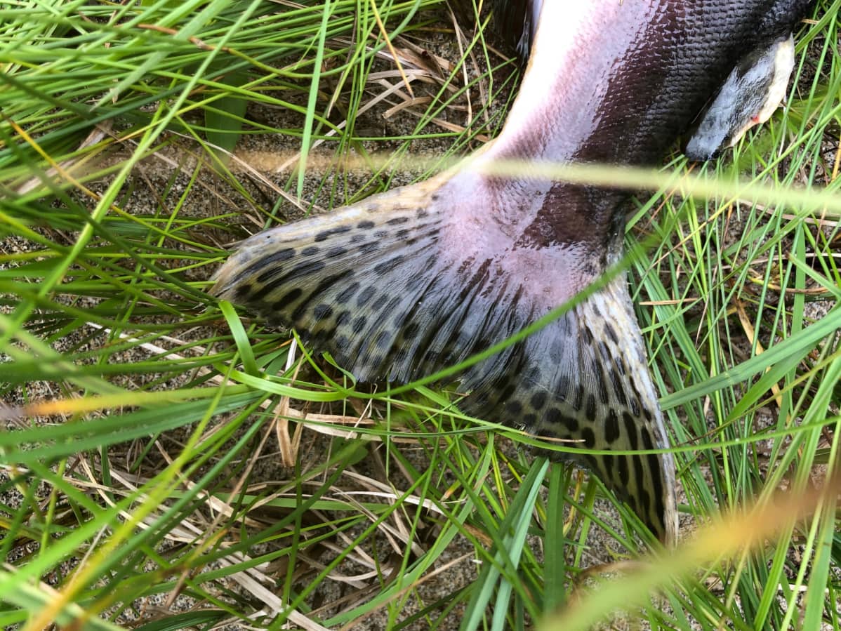 Pilkullinen pyrstö on kyttyrälohen hyvä tuntomerkki.