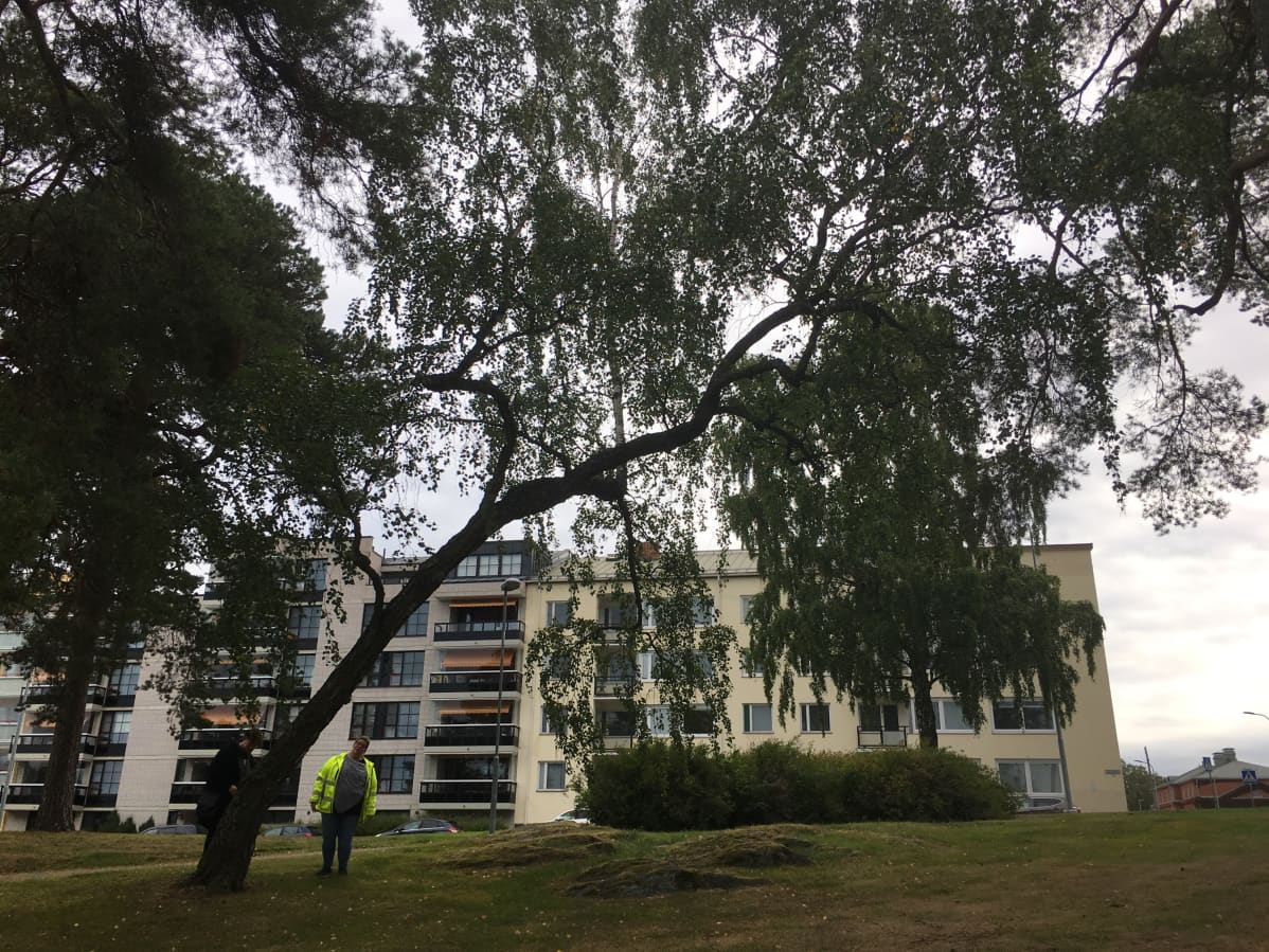 keno koivu Vaasan kaupunginrannassa