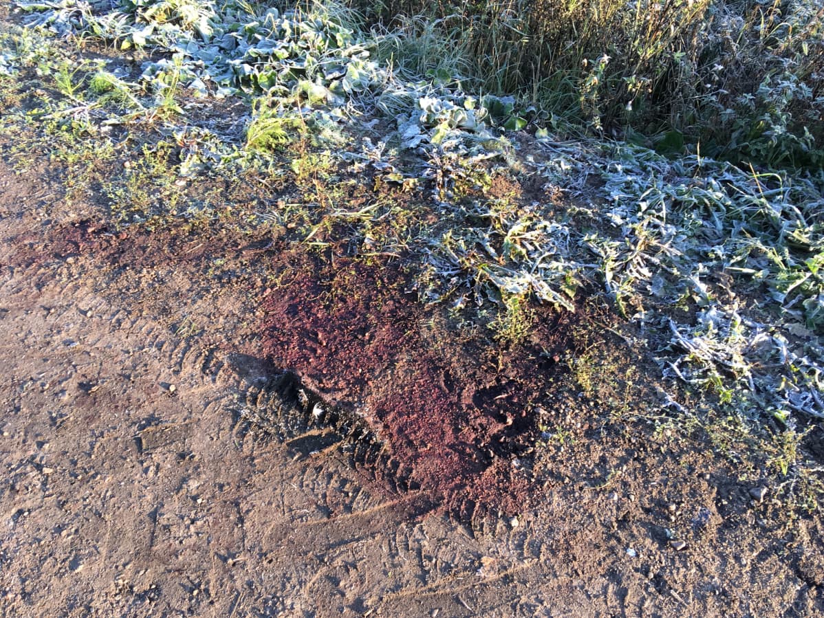 Suden verijäljet hiekassa.