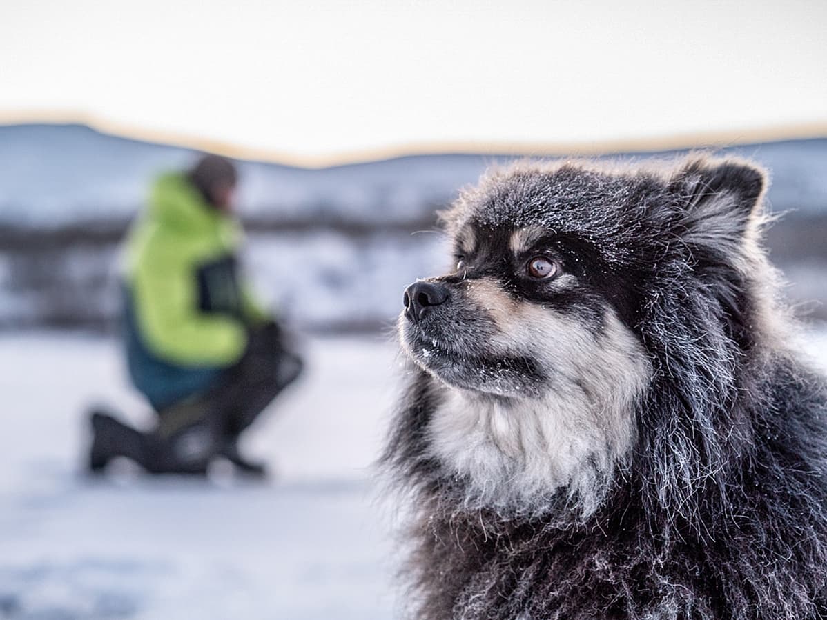 Äijä koira, Eränkävijät, Kilpisjärvi
