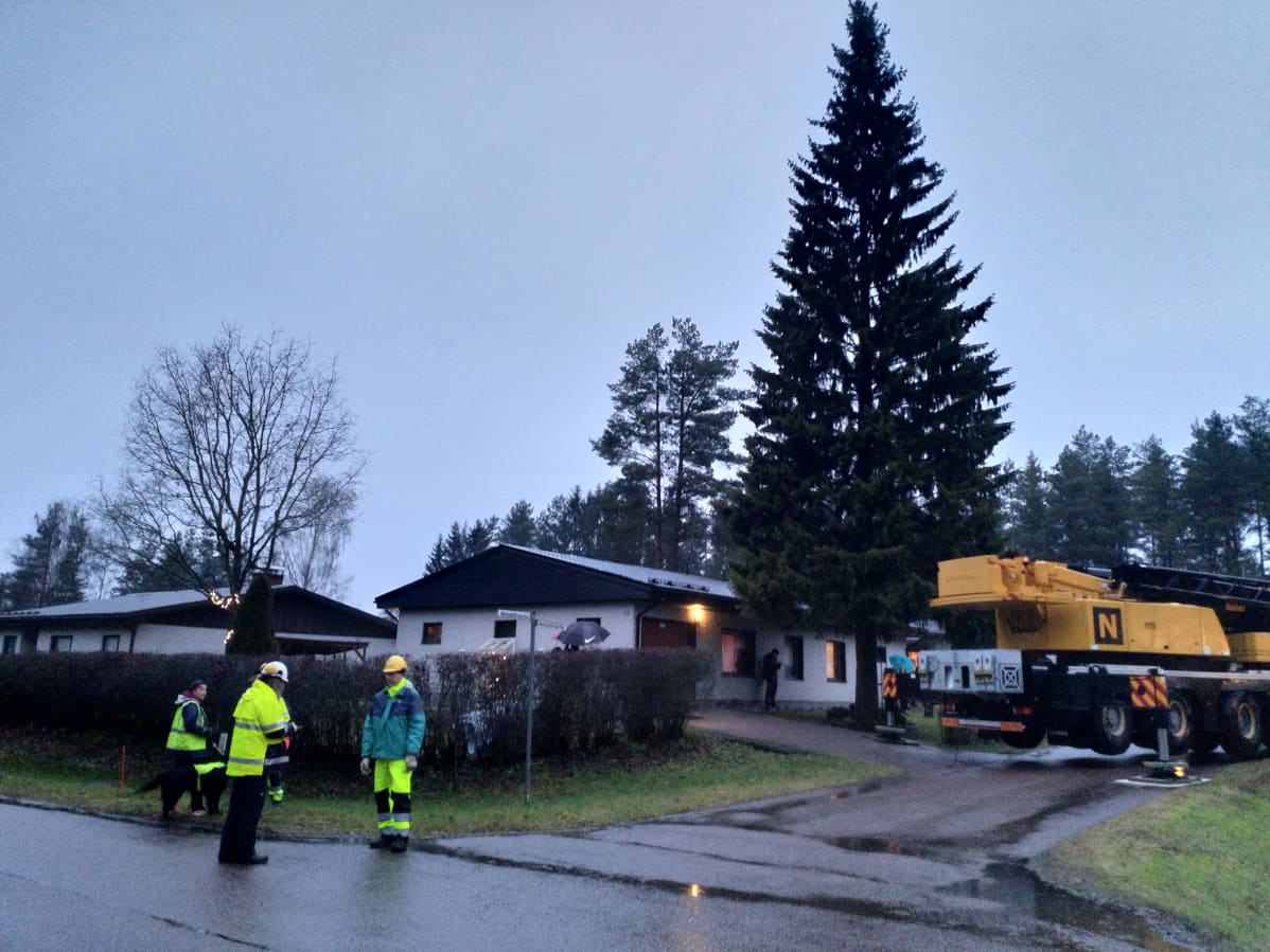Tuomiokirkon edustalle tulevaa joulukuusta valmisteltiin Maskussa.