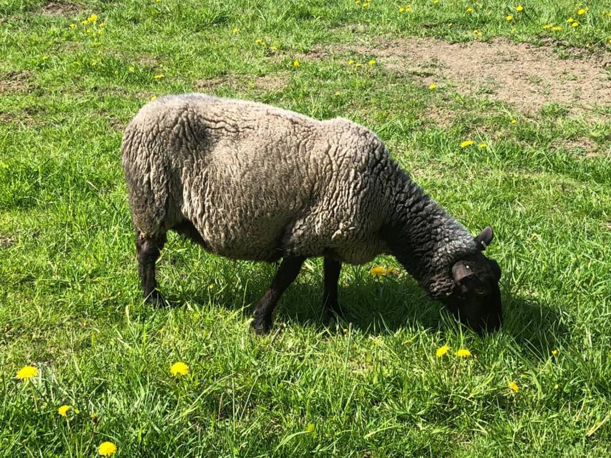 Rygja-lammas