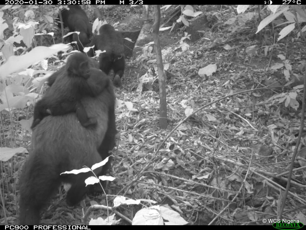 YHDEN KERRAN KÄYTTÖOIKEUS Ph12. Photo © WCS Nigeria_Cross River gorilla group including adults and young of different ages Mbe Mountains, Nigeria May 2020..JPG