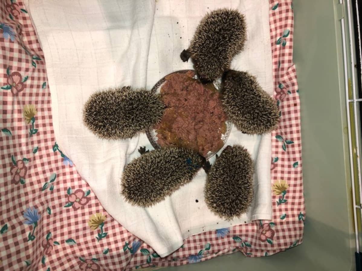 Siilien pitää painaa pitkälti toista kiloa ennen kuin ne voidaan vapauttaa takaisin luontoon.