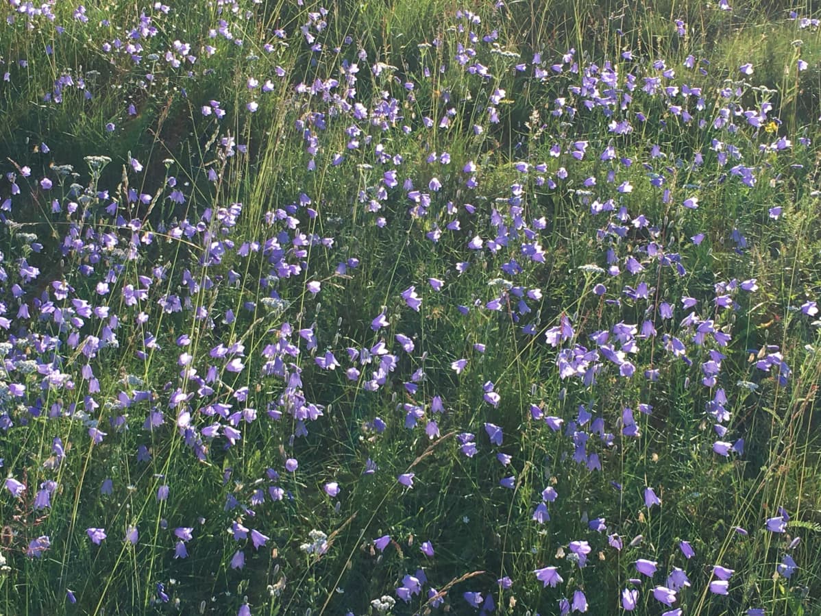Kissankelloja Utsjoella.