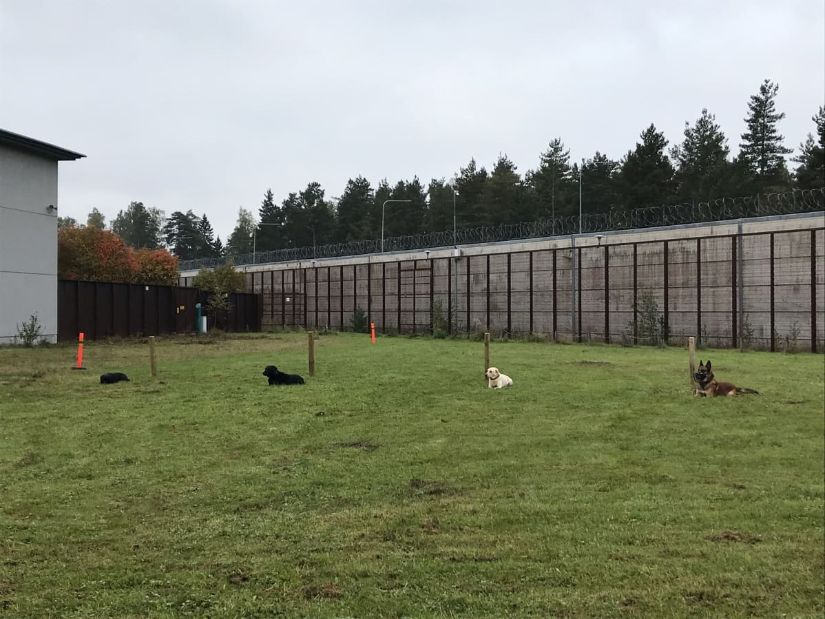 Perjantain ensimmäisessä testissä kaikki kilpailussa olleet koirat tuotiin yhtä aikaa riviin, jossa niiden piti olla viisi minuuttia paikallaan ohjaajan poistuttua niiden viereltä.