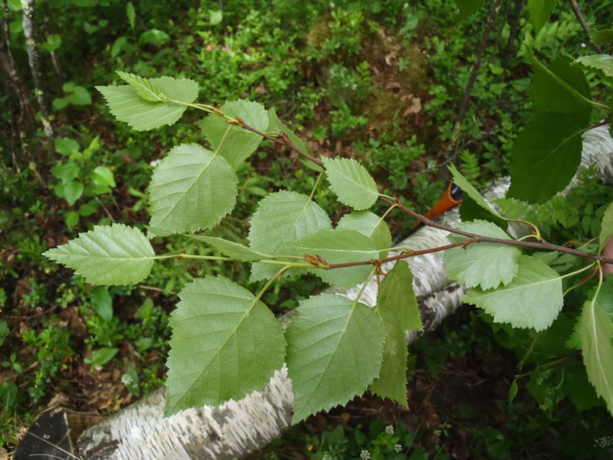 Koivun oksa