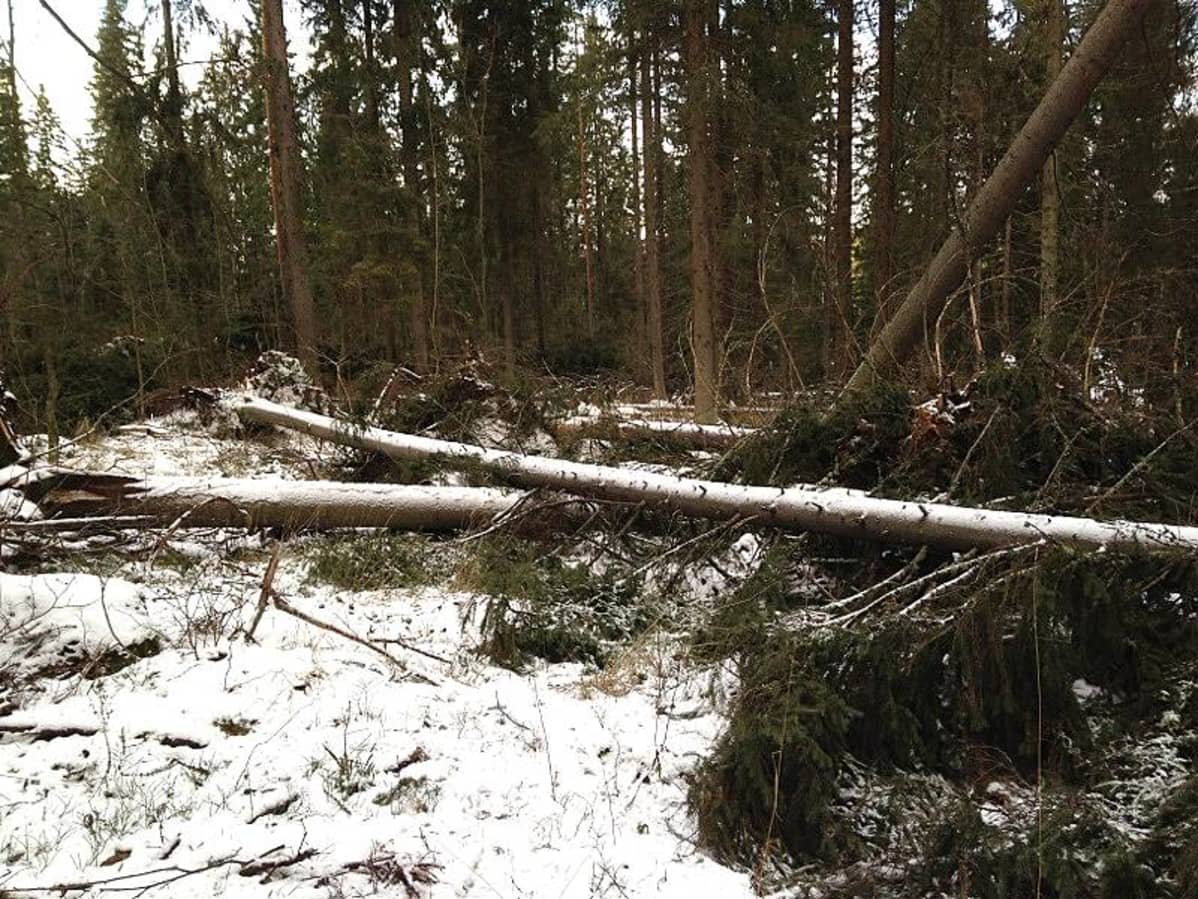 Oskari-myrsky kaatoi runsaasti puita.