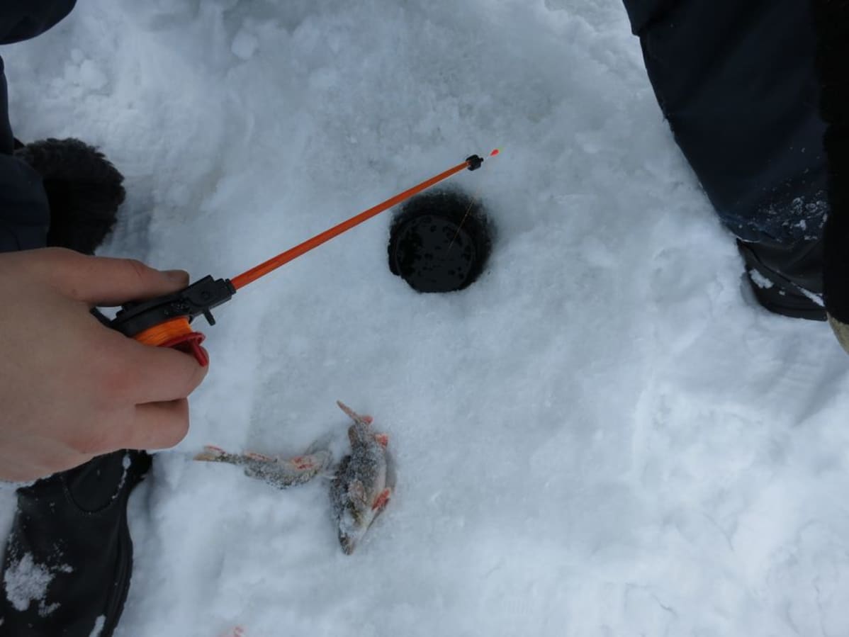 Pilkkiavanto ja kaksi ahventa