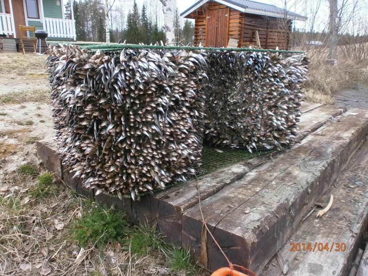 Kaloja katiskassa.
