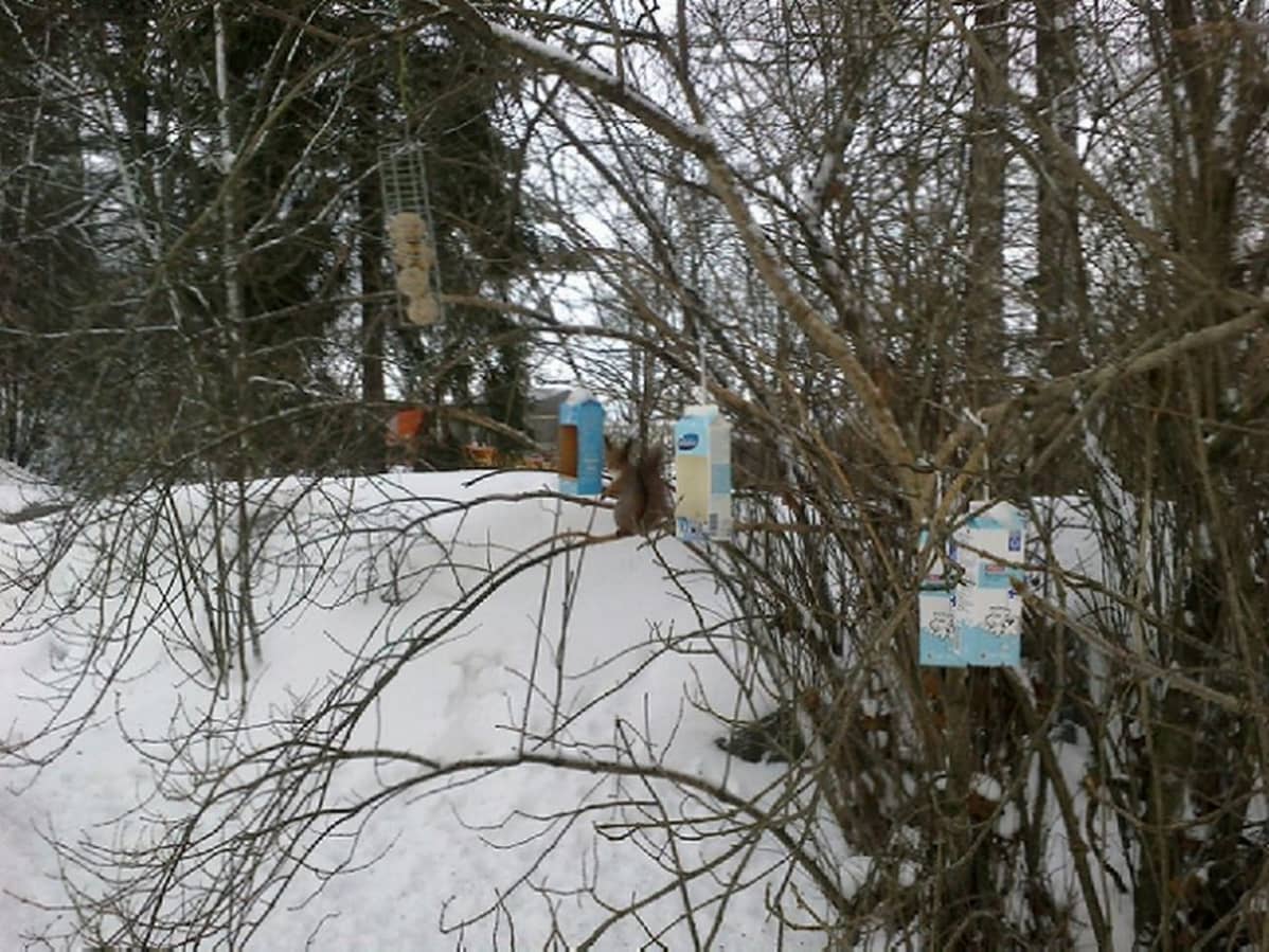 Orava lintujen ruokintapaikalla.