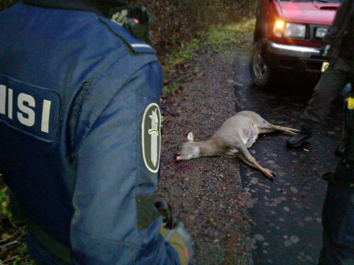 Auton alle jäänyt metsäkauris.