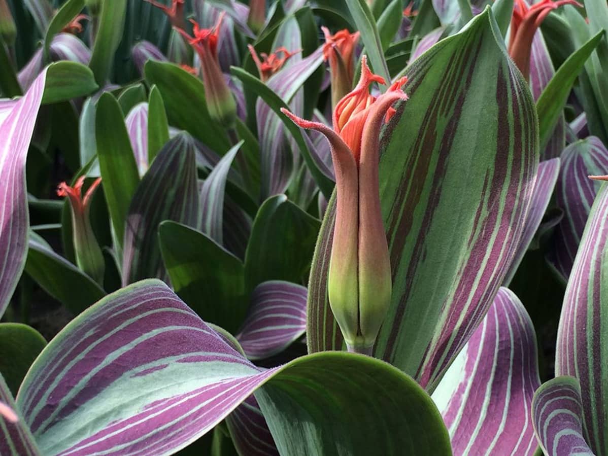 Tulppaaneja
