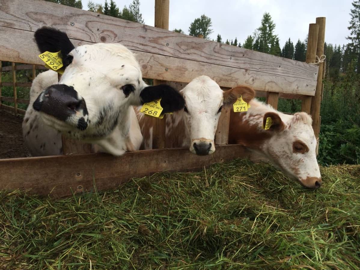 Lapinlehmän ja kyyttöjen vasikat kurkkivat uteliaana laidunaitojen välistä.