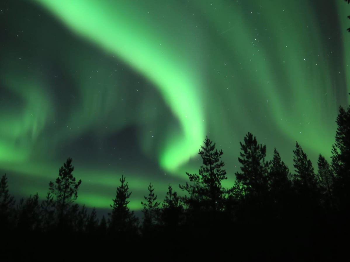 Revontulet puiden yläpuolella.
