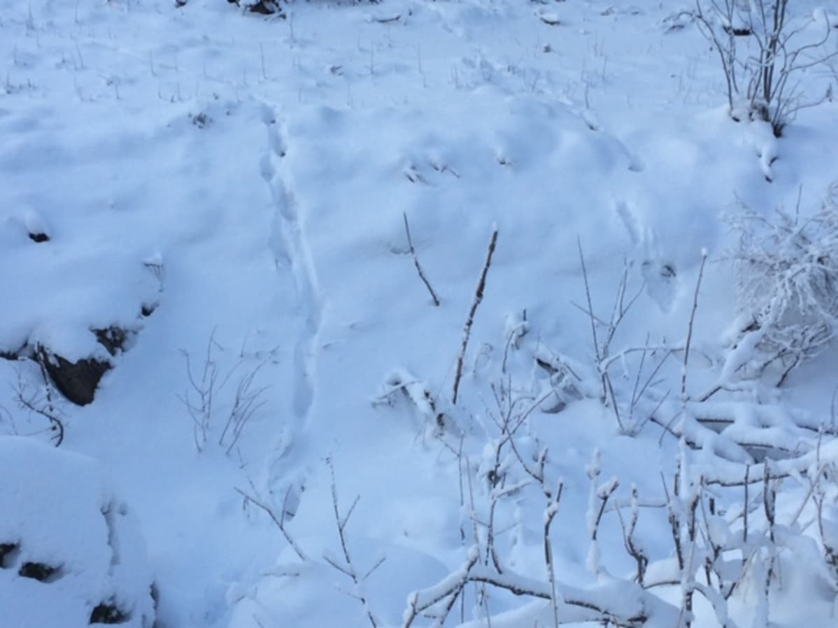 Kuvassa on kahden suden jäljet. Kuva Perhosta.