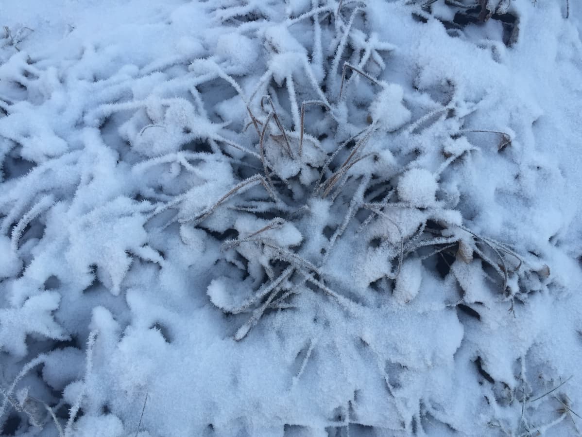 Mansikka lumen alla Jarmo Valtarin mansikkamaalla.
