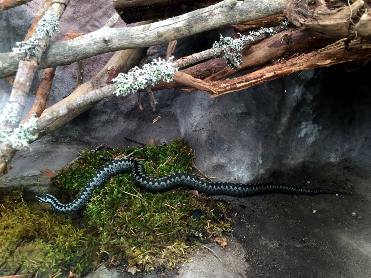 Kyykäärme koiras Ähtärin eläinpuiston terraariossa.