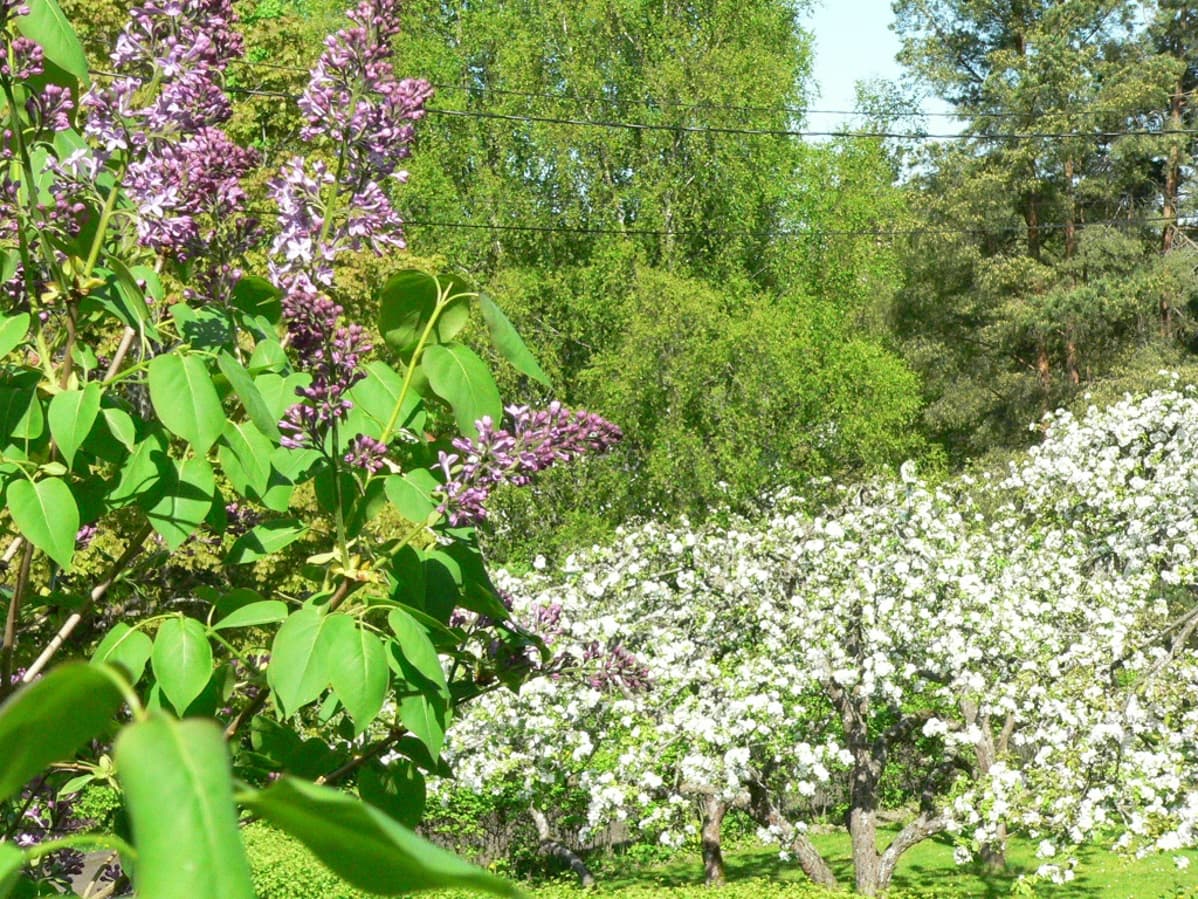 Syreeni kukki, omenpuita kukassa takana