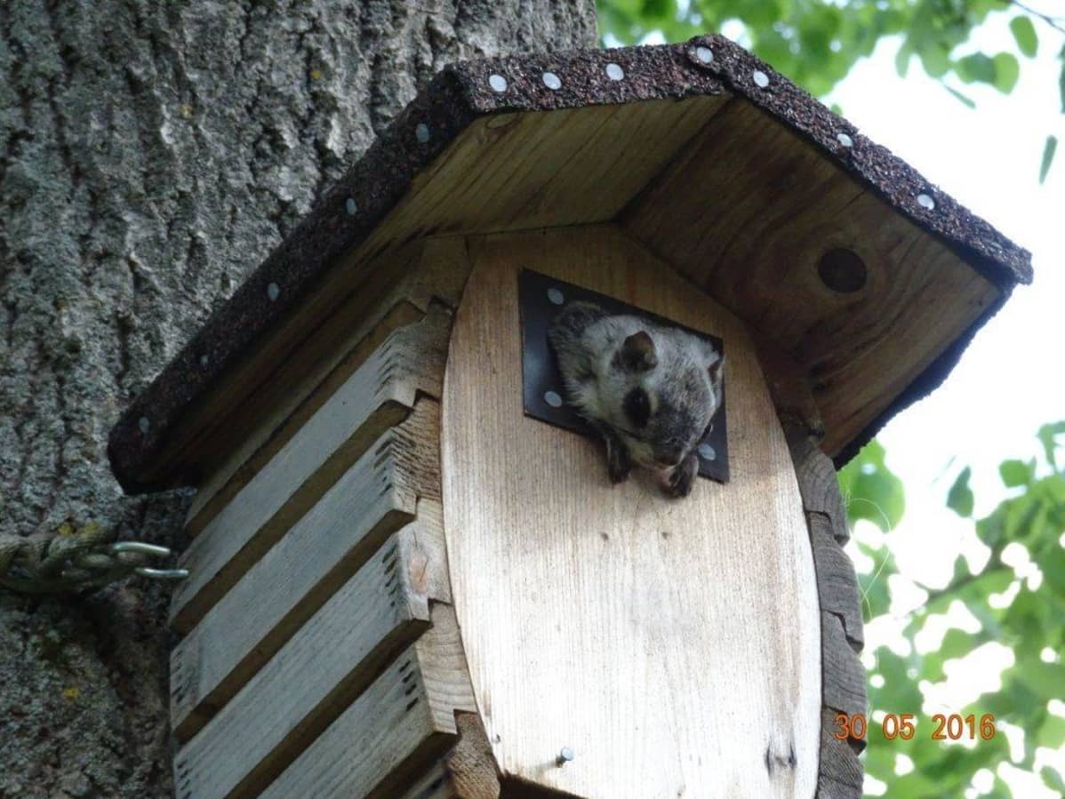 Liito-orava oli jumissa kolmisen tuntia.