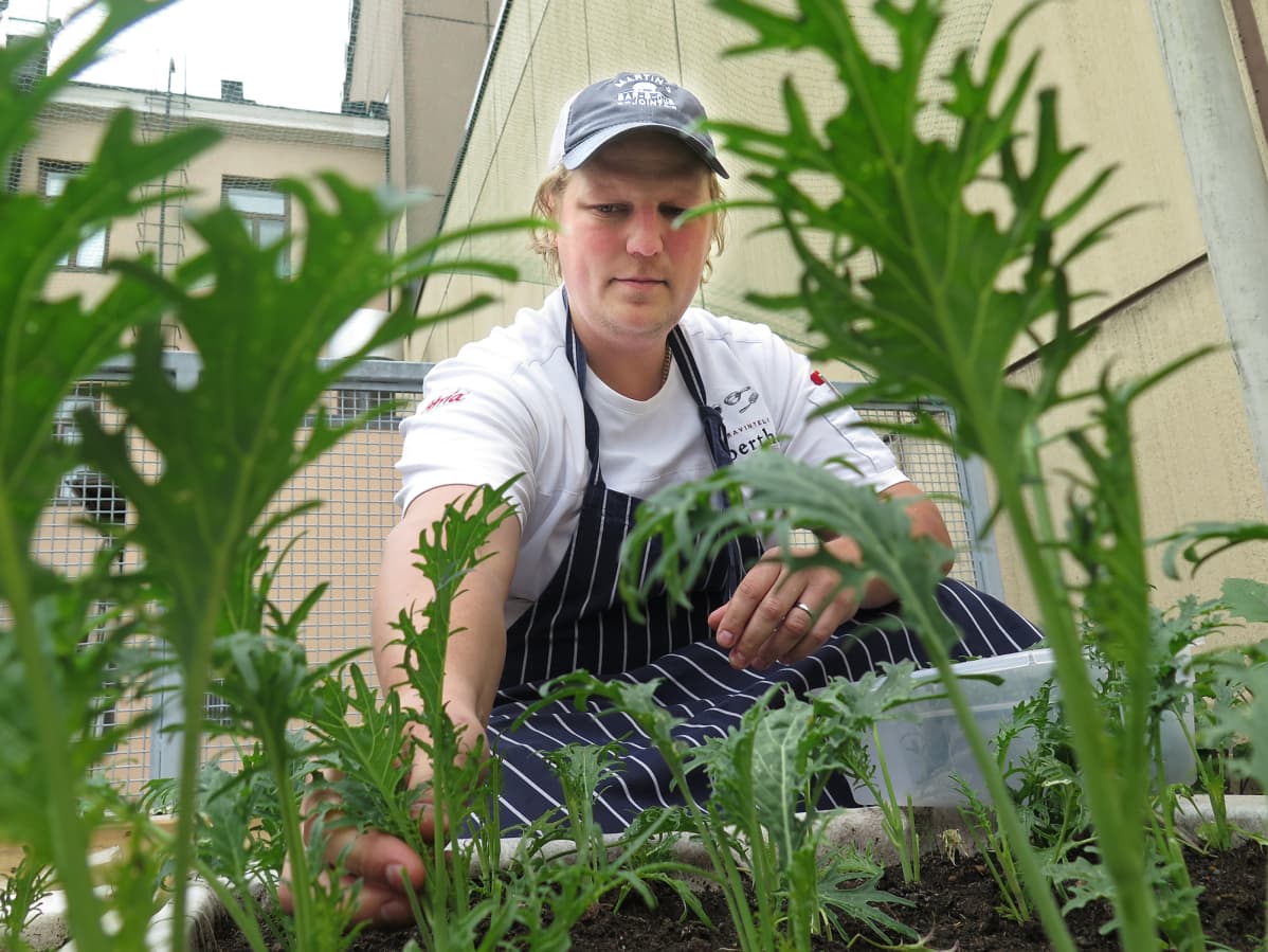 Pekka Salmela poimii ruokakasveja kerrostalon sisäpihalla.