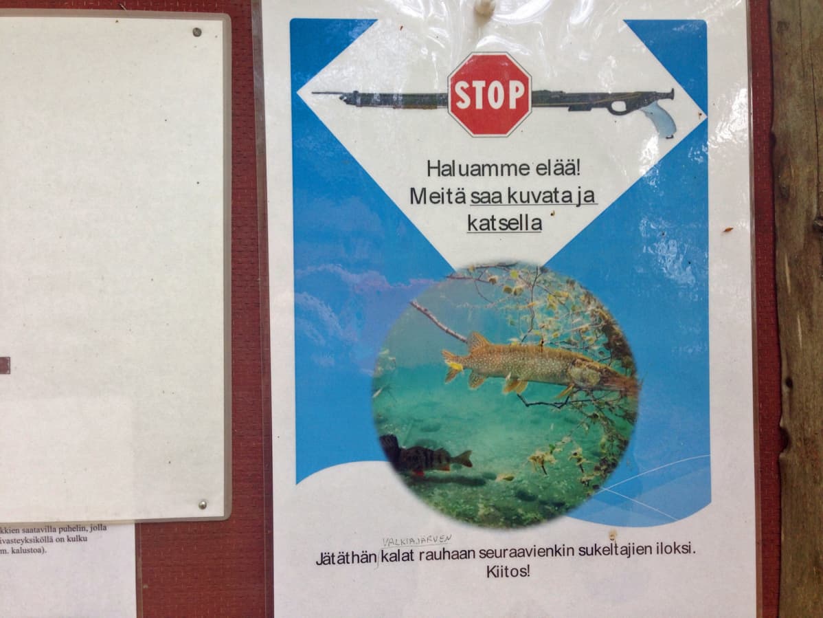Kalojen toivotaan saavan elää Valkiajärvessä.