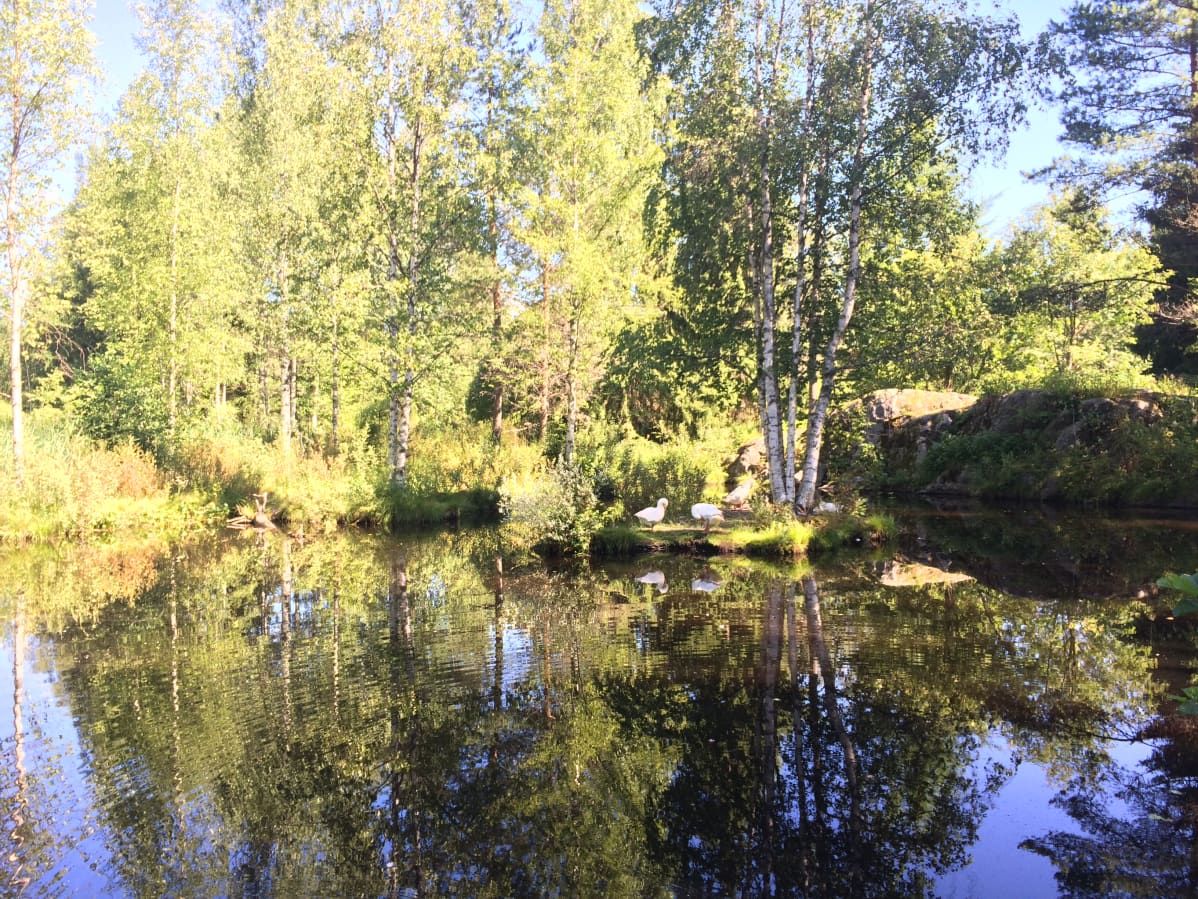 Anjan puistoon tulijoita tervehtivät ensimmäiseksi hanhet.