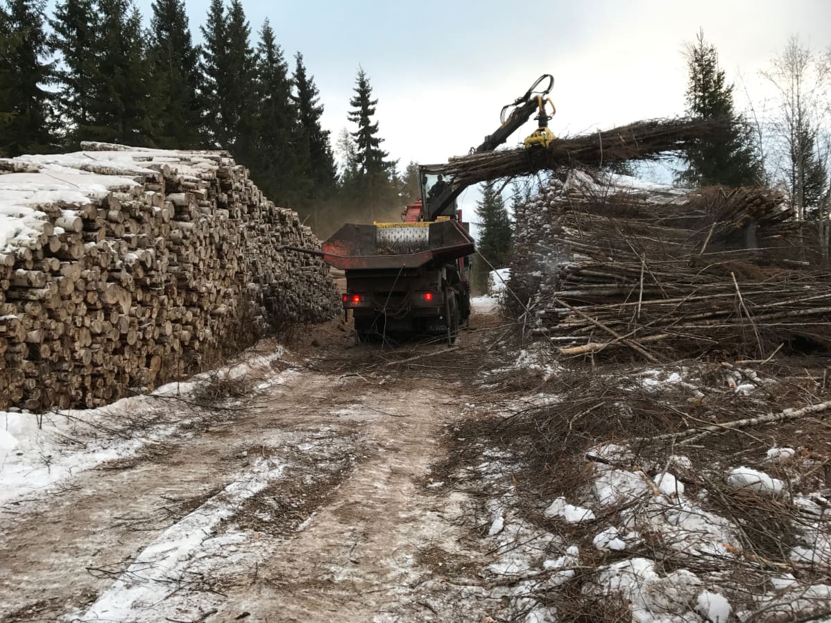 Hakkuri metsässä.